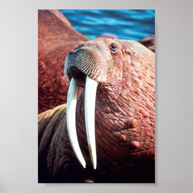 Poster Walrus (Devant)