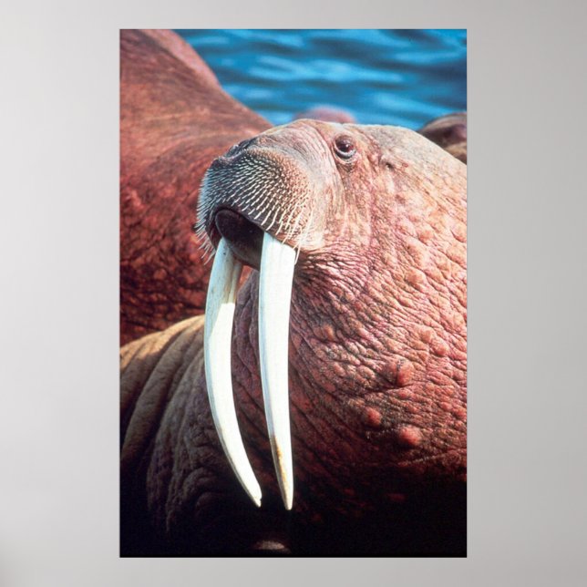 Poster Walrus (Devant)