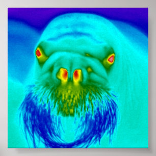 Poster walrus cool