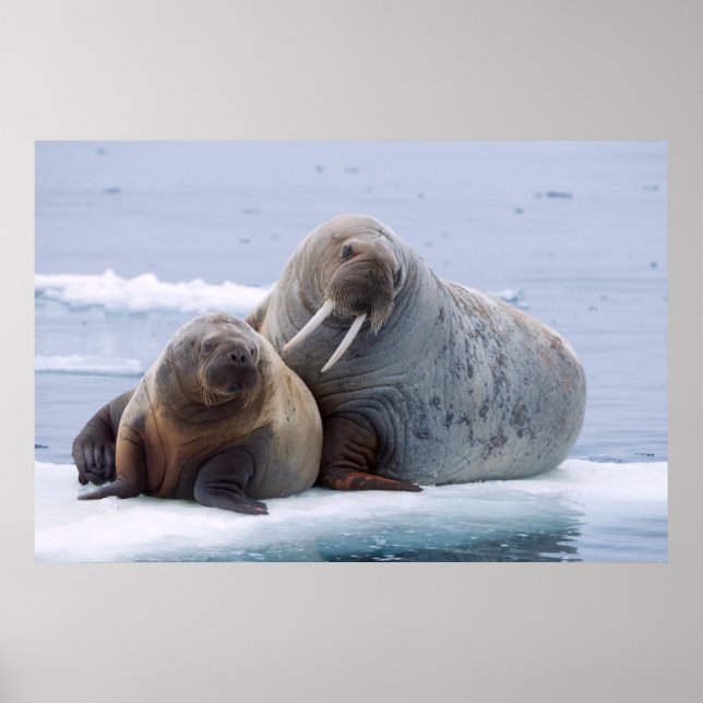 Poster Walrus cow and calf reston on a sea ice floe (Devant)