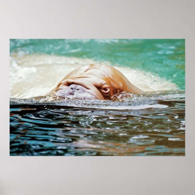 Poster Walrus de natation (Devant)
