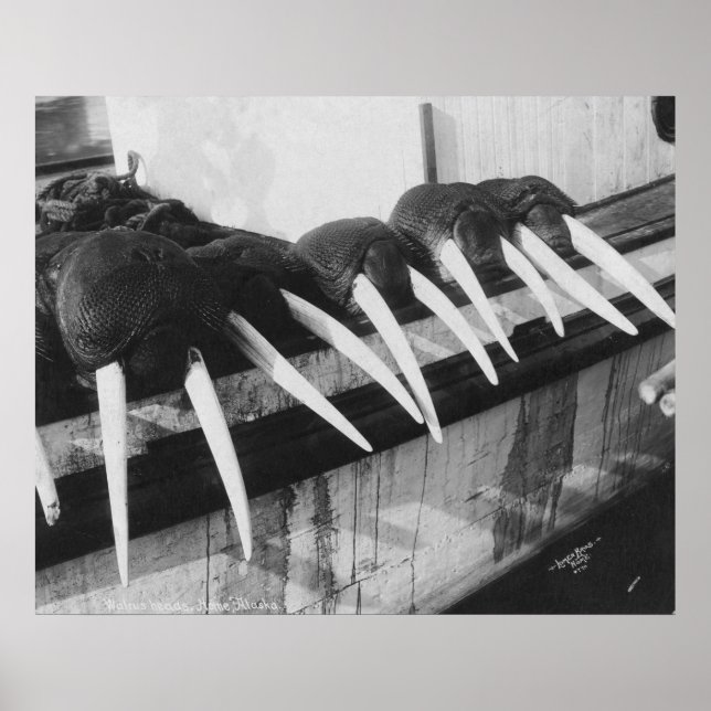 Poster Walrus Tusks : 1931 (Devant)