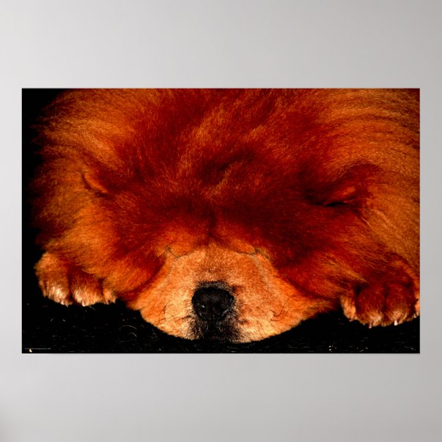 Poster Wapcn Chow Chow Sleeping (Devant)