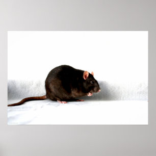 Poster Wapcna de rat