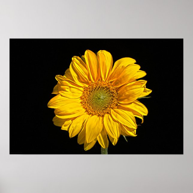 Poster Wapcna de tournesol (Devant)