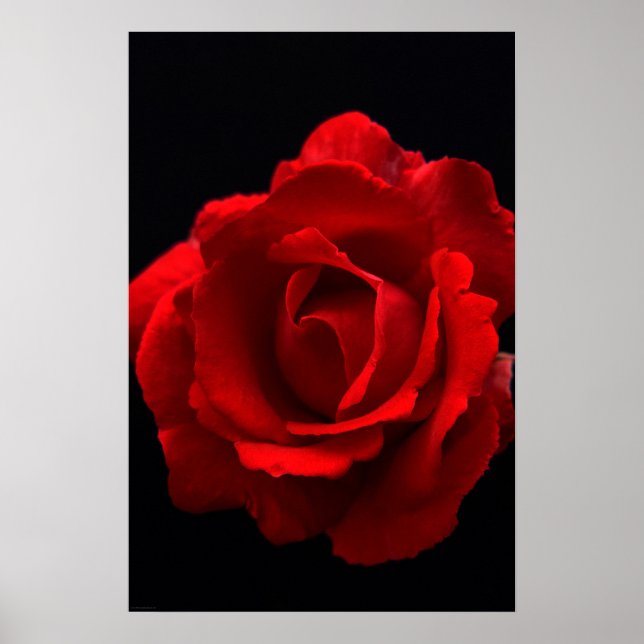 Poster Wapcna Rose rouge (Devant)