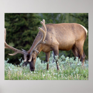 Poster Wapiti avec bois en velours en train de paître