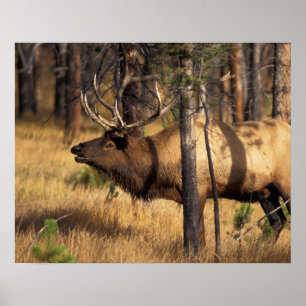 Poster wapiti, Cervus elaphus, bull bourdonne dans un brû