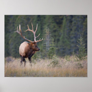 Poster Wapiti des montagnes Rocheuses