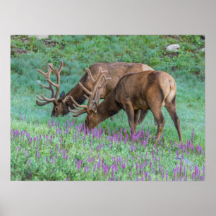 Poster Wapitis mâles, parc national de Rocky Mountain, Co