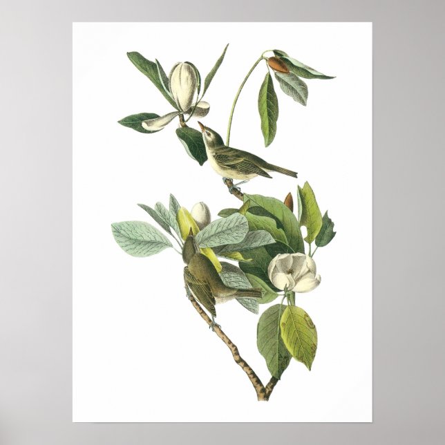 Poster Warbling Vireo par Audubon (Devant)