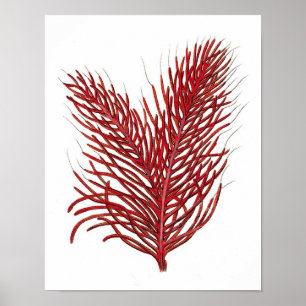 Poster Warm Red Sea Coral no.8 Beach Wall Art Print
