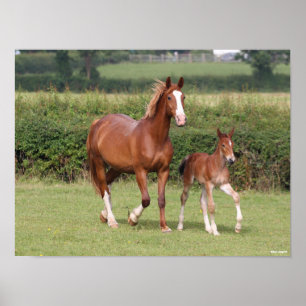 Poster Warmblood Mare and Foal Walking Together