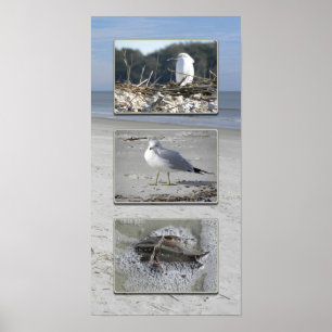 Poster Water creatures triptych