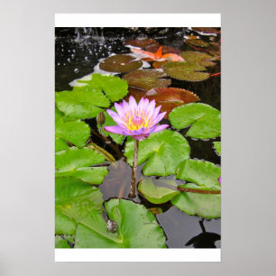 Poster Water Lily