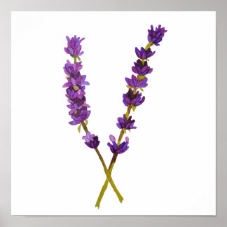 Poster, watercolor lavender poster