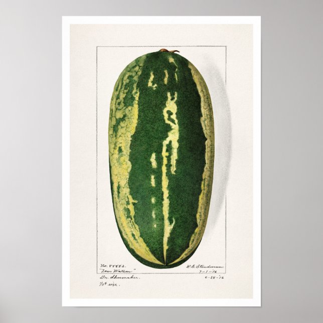 POSTER "WATERMELON" BOTANIQUE AMANDA ALMIRA NEWTON (Devant)