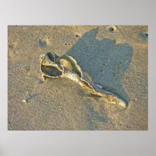 Poster Wave-Washed Shell