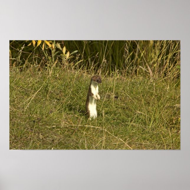 Poster Weasel, à queue courte (Devant)