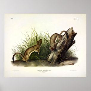 Poster Weasel blanc (Stoat, Ermine) par Audubon