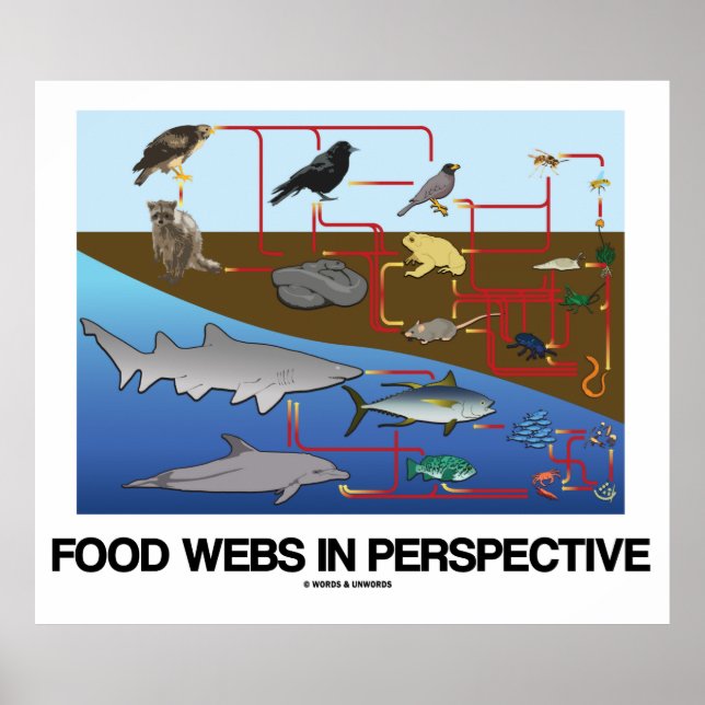 Poster Webs Alimentaires En Perspective (Océan / Biologie (Devant)
