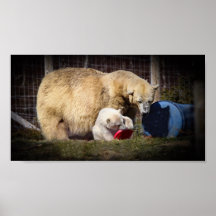 Wee Hamish le club d'ours polaire