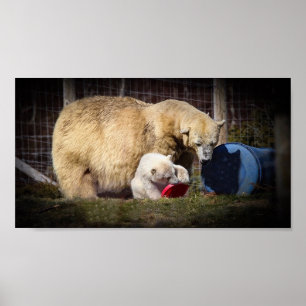 Poster Wee Hamish the Polar Bear Cub