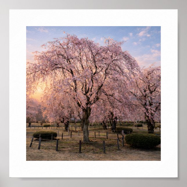 Poster Weeping Cherry Blossom at Sunset – Art Print (Devant)