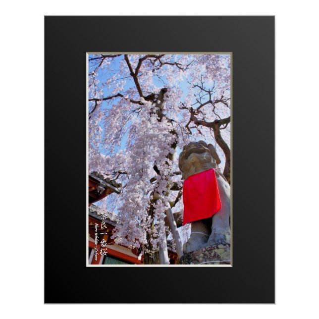 Poster Weeping cherry tree ("Nara Ichiban-Zakura") (Devant)