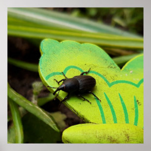 Poster Weharm, Beetles, Curculionoidea, Bug