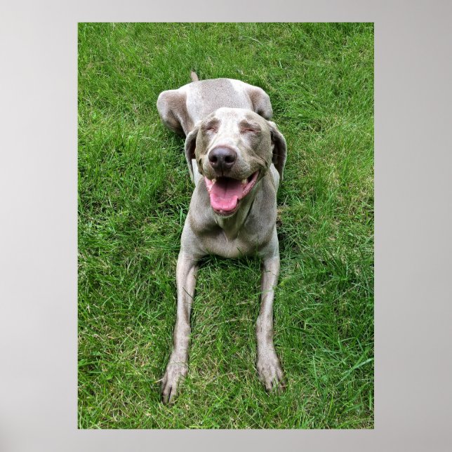 Poster Weimaraner (Devant)