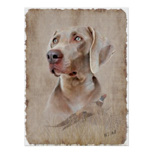 Poster Weimaraner