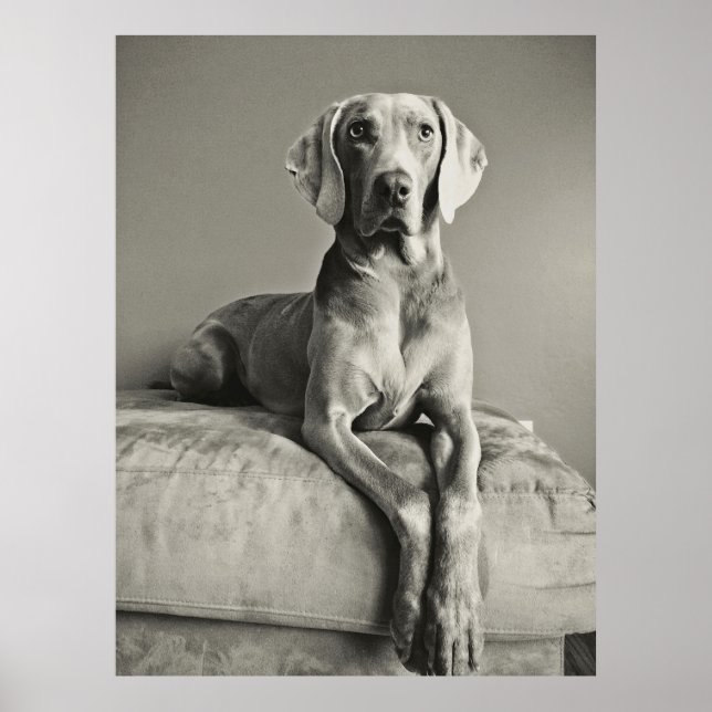 Poster Weimaraner (Devant)