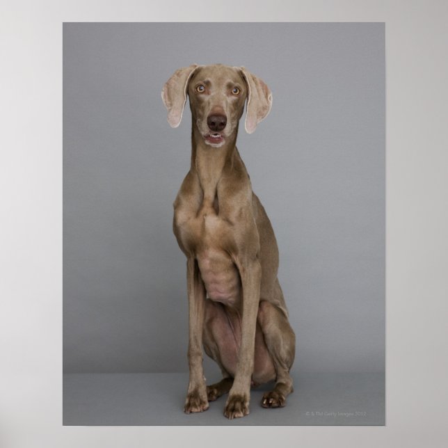 Poster Weimaraner assis, studio tourné (Devant)