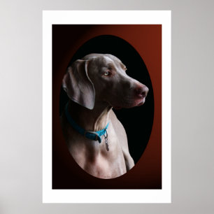 Poster Weimaraner dans la lumière de matin