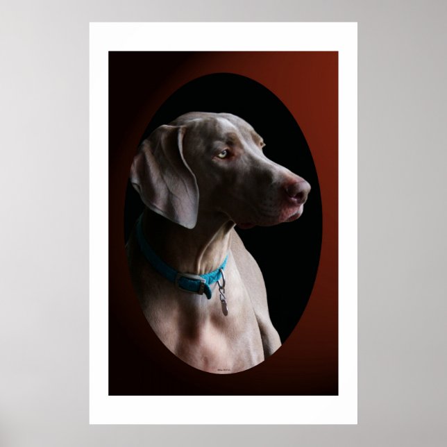 Poster Weimaraner Dans La Lumière Du Matin (Devant)