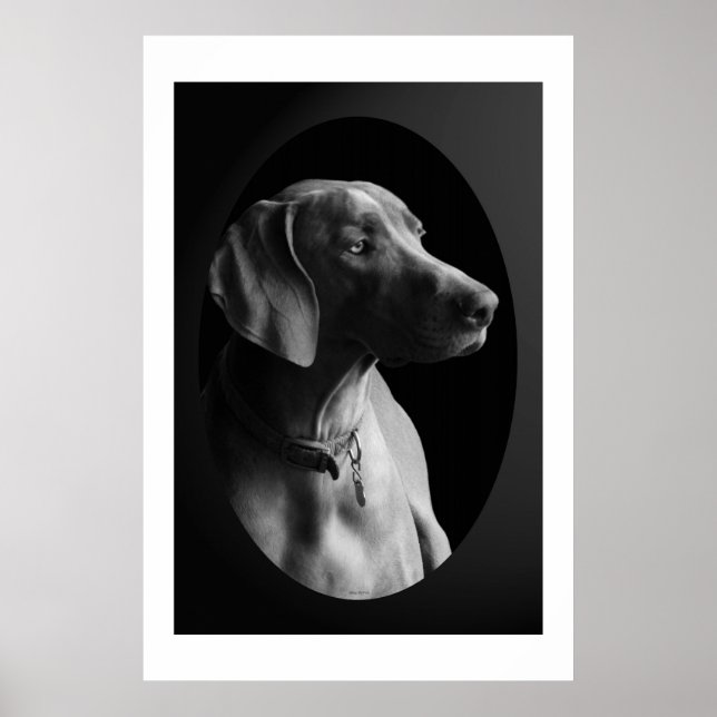 Poster Weimaraner Dans La Lumière Du Matin (Noir Et Blanc (Devant)