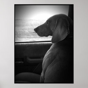 Poster Weimaraner équitation Shotgun - Toile