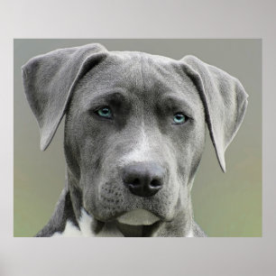 Poster Weimaraner Gris Chasse Chien