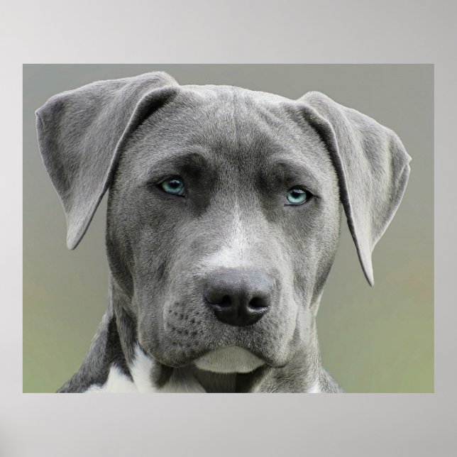 Poster Weimaraner Gris Chasse Chien (Devant)