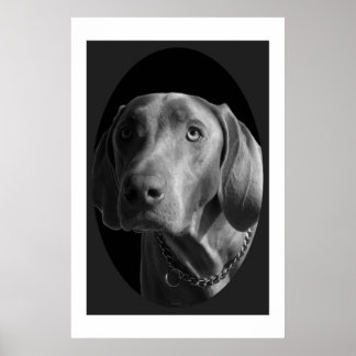 Poster Weimaraner - Intense (noir et blanc)