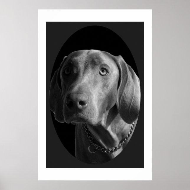 Poster Weimaraner - Intense (noir et blanc) (Devant)