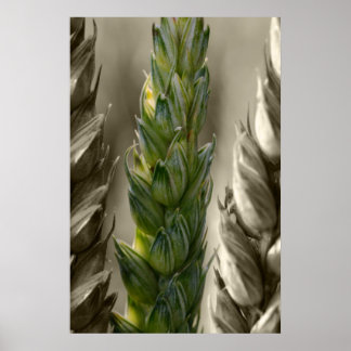 Poster Weizen-Blé