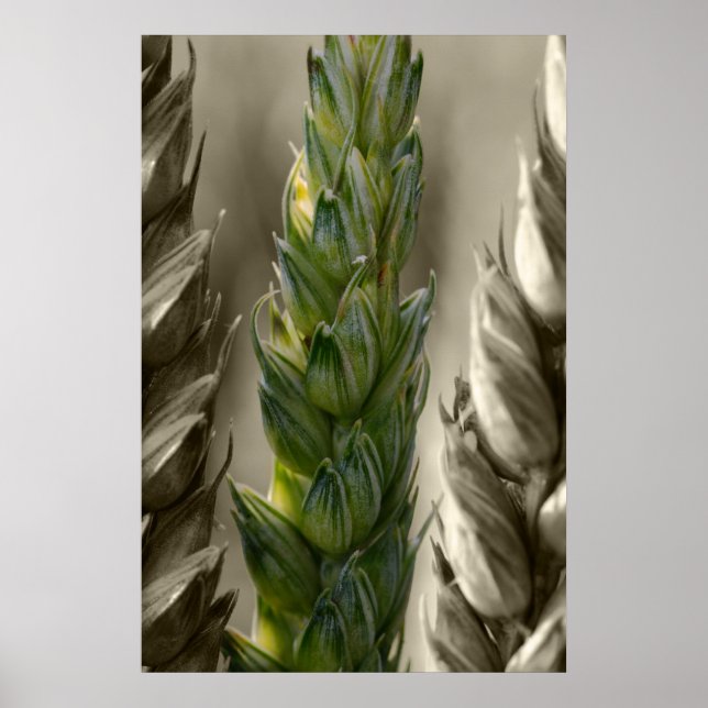 Poster Weizen-Blé (Devant)