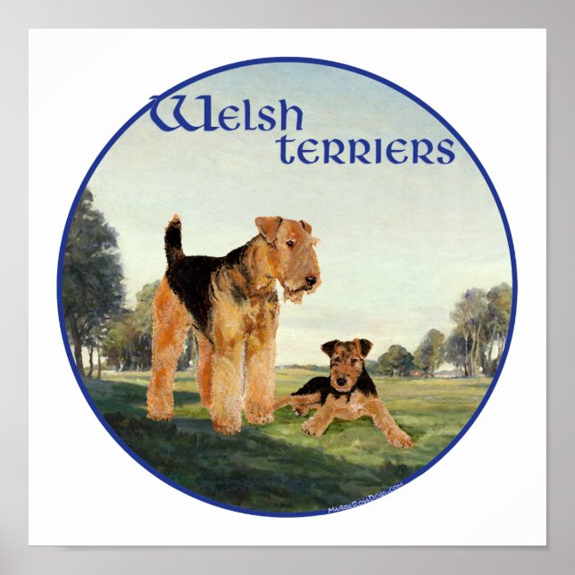 Poster Welsh Terriers (Devant)