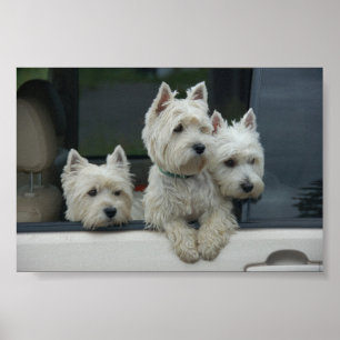Poster West Highland White Terriers