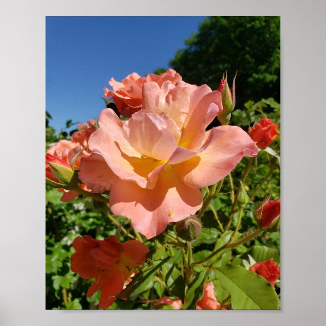 Poster Westerland Rose Coral (Devant)