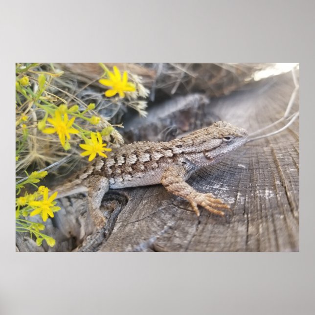 Poster Western Fence Lizard (Devant)