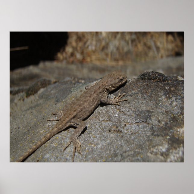 Poster Western Fence Lizard (Devant)