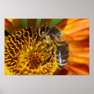 Poster Western Honey Bee Macro